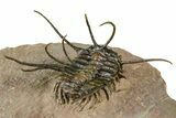 Flying Ceratonurus Trilobite - Top Quality Prep #381564-4
